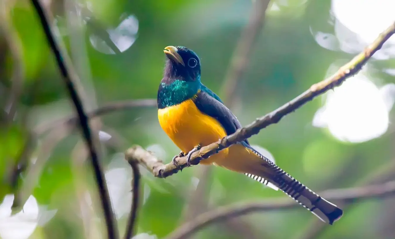 Climate heat extremes driving tropical bird decline: study